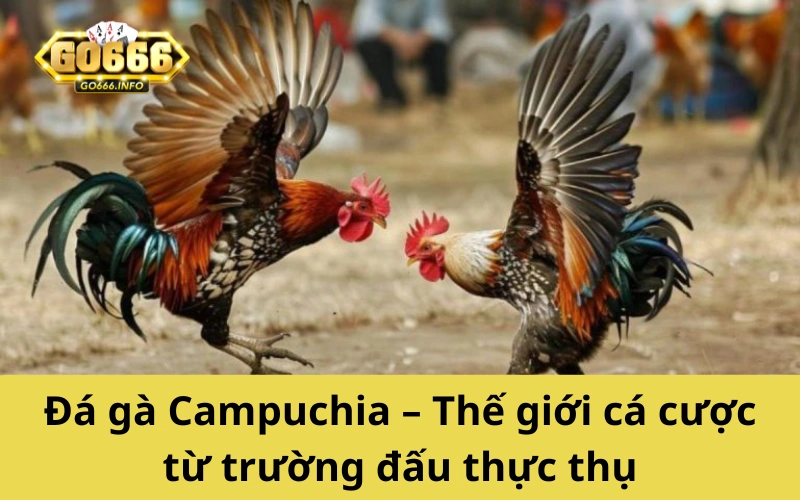 Đá gà Campuchia – Thế giới cá cược từ trường đấu thực thụ