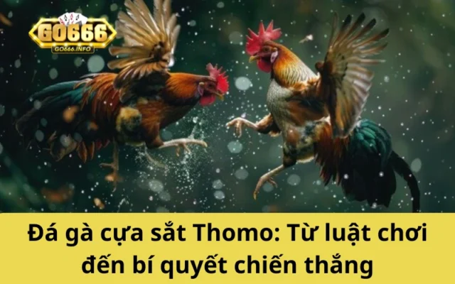 Đá gà cựa sắt Thomo: Từ luật chơi đến bí quyết chiến thắng