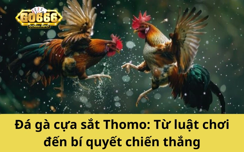 Đá gà cựa sắt Thomo: Từ luật chơi đến bí quyết chiến thắng