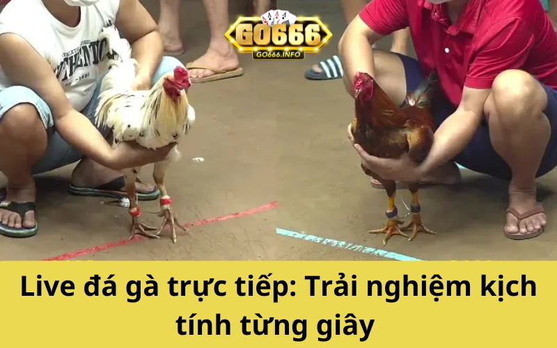 Live đá gà trực tiếp: Trải nghiệm kịch tính từng giây