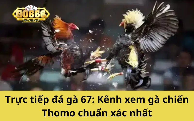 Trực tiếp đá gà 67: Kênh xem gà chiến Thomo chuẩn xác nhất